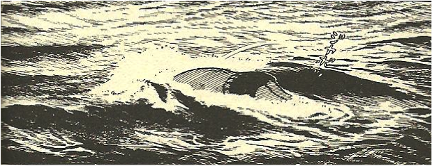 figure 14_2 tsuge