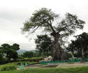 Ceiba-Tree